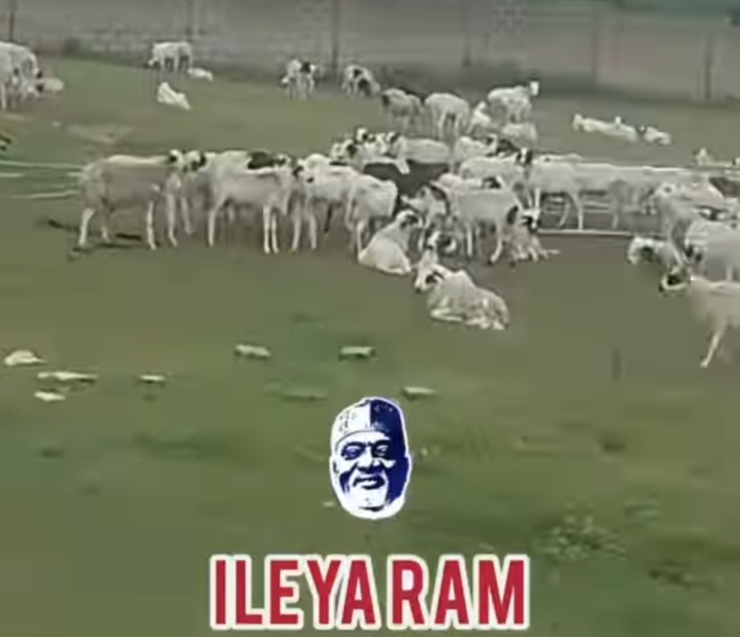 Federal Lawmaker, Odidiomo Celebrates Eid-El-Kabir With Massive Donation Of Rams, Rice(VIDEO)