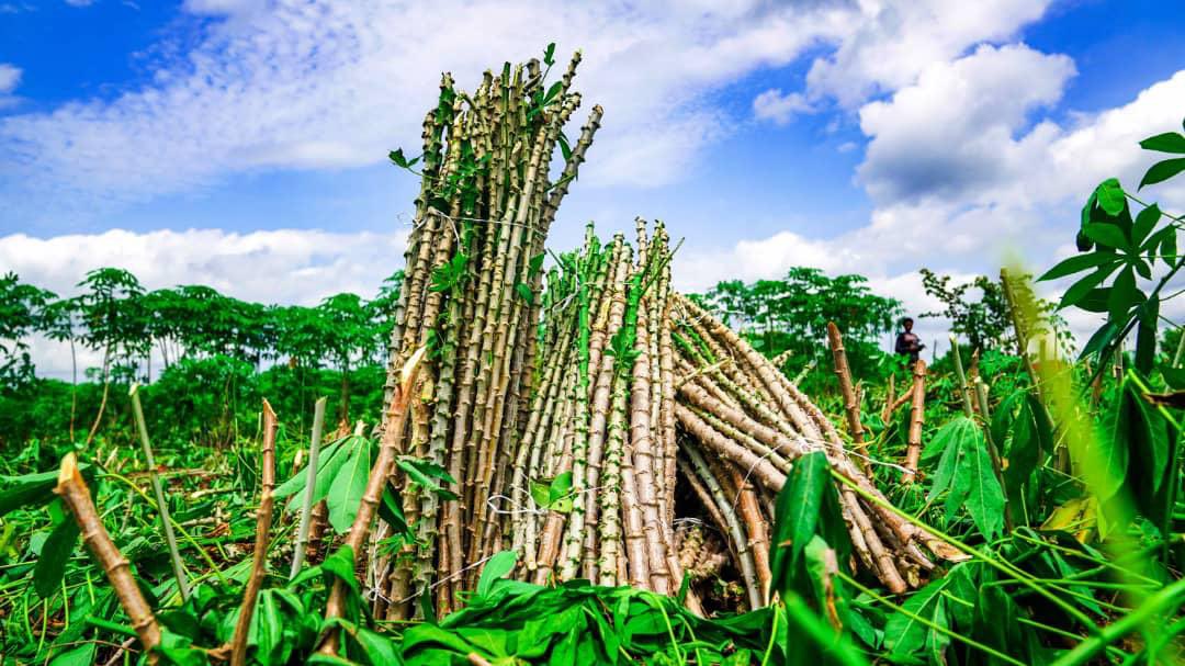 Makinde’s Achievements: A Reality Check For Masquerade Companion | Sulaiman Olanrewaju