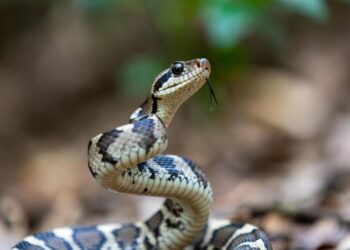 Snakebite Crisis: Half Of Nigerian Hospitals Are Inadequately Equipped To Treat Cases