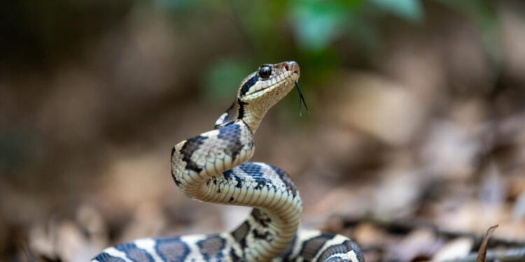 Snakebite Crisis: Half Of Nigerian Hospitals Are Inadequately Equipped To Treat Cases